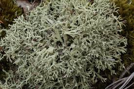 Attēlu rezultāti vaicājumam “Cladonia”