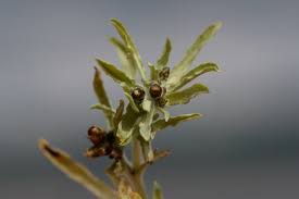 Attēlu rezultāti vaicājumam “Gnaphalium sylvaticum bud”