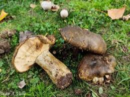 Attēlu rezultāti vaicājumam “Lactarius necator”