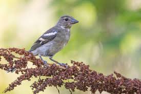 Attēlu rezultāti vaicājumam “Fringilla coelebs juvenile”