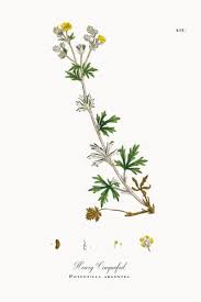 Attēlu rezultāti vaicājumam “Potentilla argentea flower”