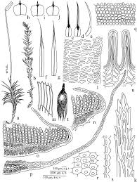 Attēlu rezultāti vaicājumam “Polytrichum juniperinum sporophyte”