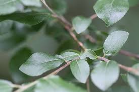 Attēlu rezultāti vaicājumam “Salix myrsinifolia leaf”