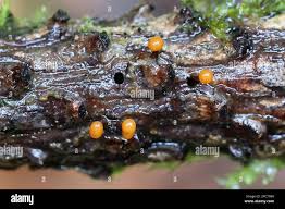 Attēlu rezultāti vaicājumam “Trichia botrytis”