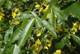 Attēlu rezultāti vaicājumam “Laburnum alpinum leaf”