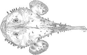 Image result for Lophius americanus