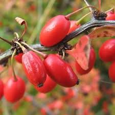 Attēlu rezultāti vaicājumam “Berberis vulgaris”