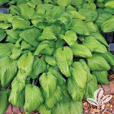 Attēlu rezultāti vaicājumam “Hosta sp.”