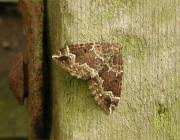 Attēlu rezultāti vaicājumam “Lampropteryx suffumata”