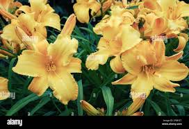 Attēlu rezultāti vaicājumam “Hemerocallis lilioasphodelus”