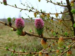 Attēlu rezultāti vaicājumam “Larix decidua flower”