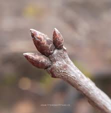 Attēlu rezultāti vaicājumam “Quercus rubra bud”