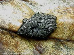 Attēlu rezultāti vaicājumam “Rhytisma acerinum”