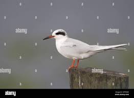 Image result for Sterna forsteri