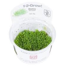 Attēlu rezultāti vaicājumam “Elatine hydropiper leaf”