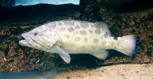 Image result for Epinephelus tukula