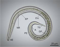 Attēlu rezultāti vaicājumam “Orthosia sp. larva”