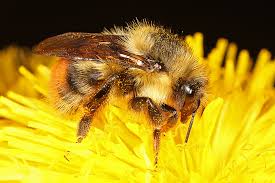 Attēlu rezultāti vaicājumam “Bombus”