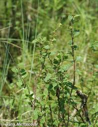 Attēlu rezultāti vaicājumam “Betula humilis”