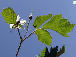 Attēlu rezultāti vaicājumam “Rubus caesius”