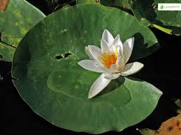 Attēlu rezultāti vaicājumam “Nymphaea alba leaf”