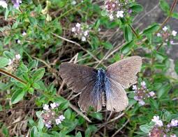 Attēlu rezultāti vaicājumam “Phengaris arion upperside”