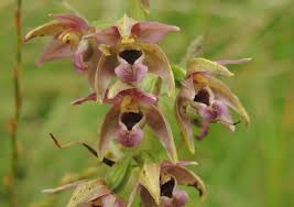 Attēlu rezultāti vaicājumam “Epipactis helleborine fruit”