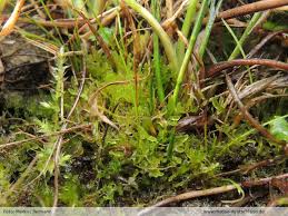 Attēlu rezultāti vaicājumam “Riccardia incurvata”