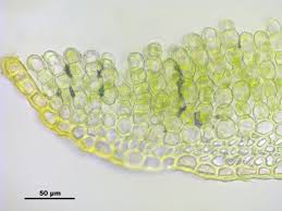 Attēlu rezultāti vaicājumam “Pogonatum nanum”