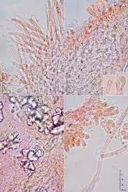 Attēlu rezultāti vaicājumam “Ceriporia excelsa”