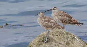 Image result for Numenius hudsonicus