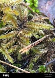 Attēlu rezultāti vaicājumam “Climacium dendroides”