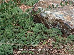 Attēlu rezultāti vaicājumam “Sedum hispanicum”
