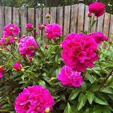 Attēlu rezultāti vaicājumam “Pseudotsuga menziesii flower”