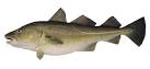 Cod (Gadus morhua)
