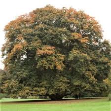 Attēlu rezultāti vaicājumam “Acer pseudoplatanus fo. purpurascens leaf”