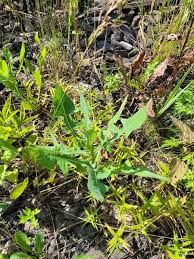 Attēlu rezultāti vaicājumam “Sonchus arvensis subsp. uliginosus flower”