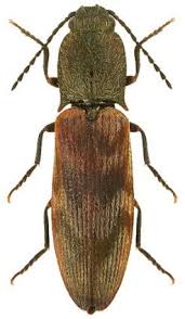 Attēlu rezultāti vaicājumam “Cidnopus aeruginosus”