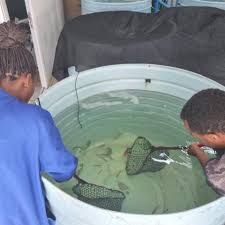 Image result for Chelon tricuspidens