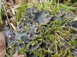 Attēlu rezultāti vaicājumam “Peltigera praetextata”