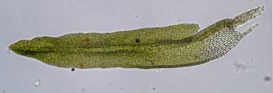 Attēlu rezultāti vaicājumam “Hymenostylium recurvirostrum macro”
