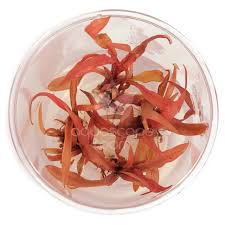 Attēlu rezultāti vaicājumam “Cryptocala chardinyi”