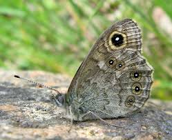 Attēlu rezultāti vaicājumam “Epirranthis diversata upperside”