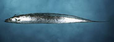 Attēlu rezultāti vaicājumam “Trichia longipalpis”