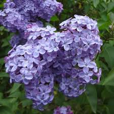 Image result for flieder