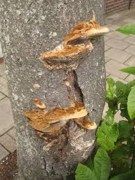 Attēlu rezultāti vaicājumam “Coriolopsis trogii”