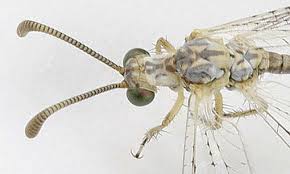 Attēlu rezultāti vaicājumam “Myrmeleontidae”