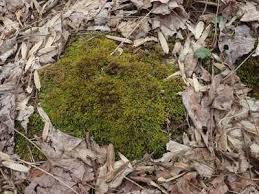 Attēlu rezultāti vaicājumam “Fissidens adianthoides”