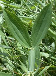Attēlu rezultāti vaicājumam “Lathyrus latifolius leaf”