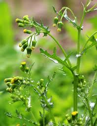 Attēlu rezultāti vaicājumam “Senecio vulgaris”
